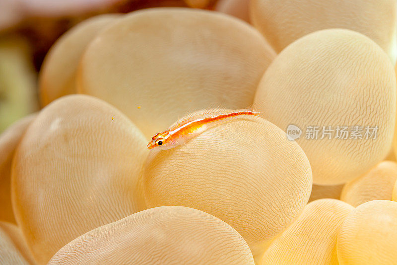 Michel 's Ghost Goby Pleurosicya micheli on Rounded Bubblegum Coral Plerogyra sinuosa，东弗洛雷斯，Nusa Tenggara帖木儿，印度尼西亚